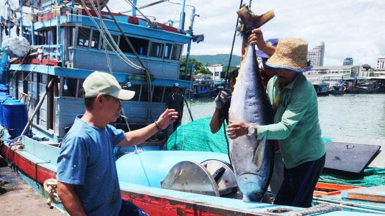 Gia Lai currently has over 1,400 vessels specialising in tuna fishing. Gia Lai currently has over 1,400 vessels specialising in tuna fishing.