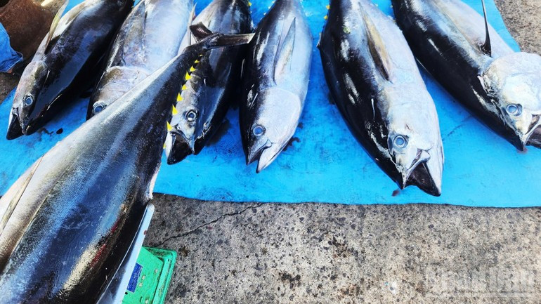 Gia Lai’s tuna consistently maintains freshness and quality, meeting the strict standards of EU markets. Gia Lai’s tuna consistently maintains freshness and quality, meeting the strict standards of EU markets.