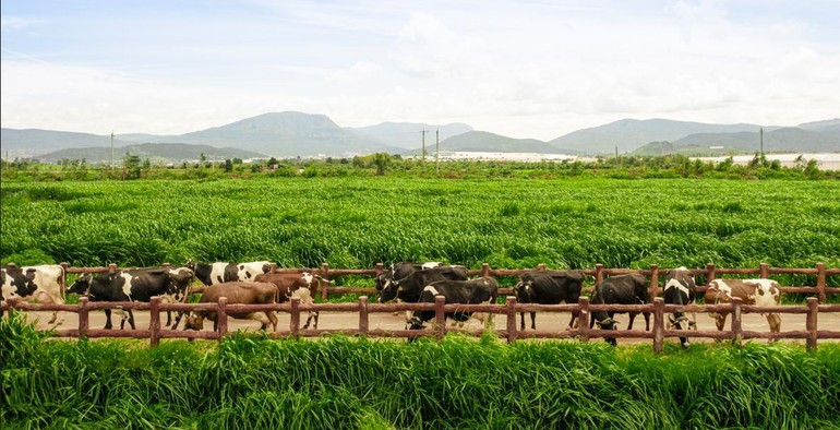 The network of 15 farms certified to European Organic and Global S.L.P. standards serves as the foundation enabling Vinamilk to secure a high-quality raw milk supply. (Photo: Minh Anh)