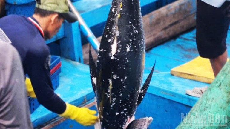 Ocean tuna is a flagship product of Gia Lai, delivering high economic value. Ocean tuna is a flagship product of Gia Lai, delivering high economic value.