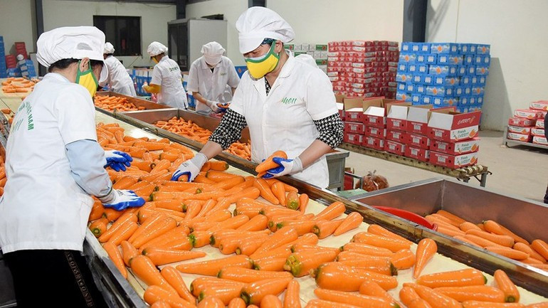 Carrots being processed for export at AMEII Viet Nam Joint Stock Company, Hai Duong Province. (Photo: Tran Duc) Carrots being processed for export at AMEII Viet Nam Joint Stock Company, Hai Duong Province. (Photo: Tran Duc)