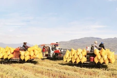 Rice harvest on a large-scale field in An Giang Province. (Photo: ANH MINH)