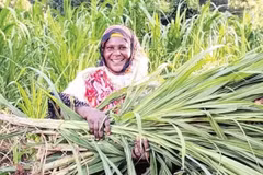 Farmers harvest crops in Tanzania. (Photo: XINHUA)