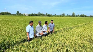 A smart rice field in Tan Xuan Commune, Vinh Long Province