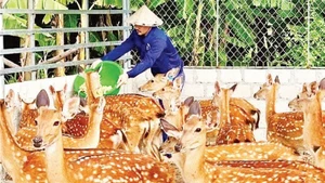 A start-up model producing deer velvet products developed by Nguyen Khac Huan in Ha Tinh Province.