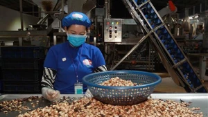 Processing cashew nuts. (Photo: Thanh Vu/VNA)
