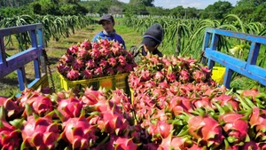 From high-standard markets to the global value of the Vietnamese brand