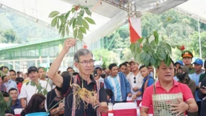 Ngoc Linh ginseng on display and for sale at the Ngoc Linh Ginseng Market, organised by Nam Tra My district, Quang Nam Province.