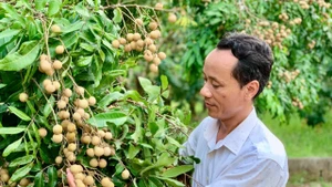 Farmers in Khoai Chau Commune, Hung Yen Province, enjoy a bumper longan harvest.