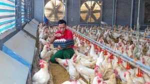 A poultry farm in Tam Duong commune (Phu Tho), specialising in fayoumi (Egyptian chicken), has been built under a closed-loop model applying advanced technology. (Photo: TRA HUONG)