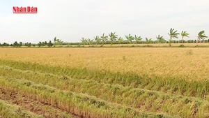Viet Nam exports over 7 million tonnes of rice in 2025