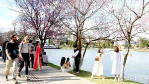 Cherry blossoms have long been regarded as harbingers of spring in Da Lat.