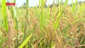 Video: High-quality, low-emission rice – A strategic pillar for 2026