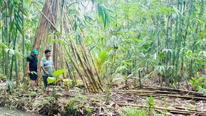 A corner of a bamboo cultivation and development project.