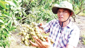 Farmers in Tan Hung commune, Hung Yen province, are enjoying a fruitful longan season.