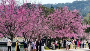 Across the mountain city of Da Lat, cherry blossoms burst into bloom, their hues likened to “the rosy lips of a loved one”, leaving countless travellers spellbound.