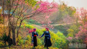 The pristine beauty of To day flowers in Mu Cang Chai. (Photo: Thanh Son)