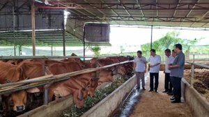 Toan Phat Cooperative in Son La raises hundreds of cattle without unpleasant odours, thanks to its use of bio-organic bedding. (Photo: Tue Linh)