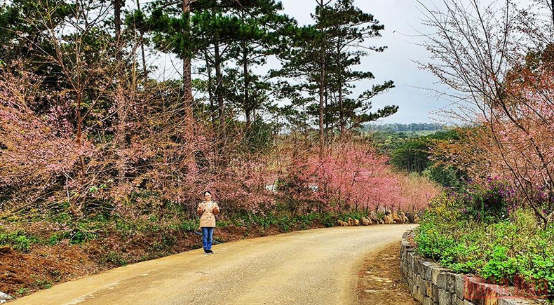 Brilliance of cherry blossom season in Kon Plong ảnh 8