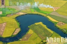 Bac Son fields during the rice harvest season. (Photo: VU LINH)