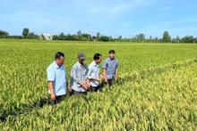 A smart rice field in Tan Xuan Commune, Vinh Long Province