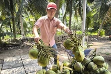 A farmer harvesting coconuts. (Illustrative photo: VNA)