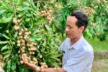 Farmers in Khoai Chau Commune, Hung Yen Province, enjoy a bumper longan harvest.