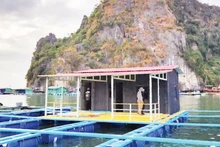 Testing HDPE marine cages in the waters of Quang Ninh Province. (Photo: VAN NGOC)