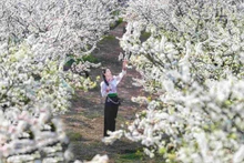 Amid the vast greenery of forests and mountains, the white hues of early plum blossoms glow brightly, like drifting clouds of mist resting on tree branches—pure, delicate and fleeting.