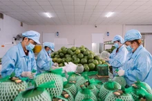 Packing pomelos for export at Vina T&T Group. (Photo: MINH ANH)