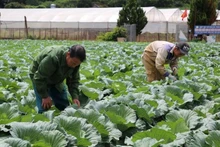 Members of the Tu Nhien Safe Vegetable Cooperative in Moc Son Ward, Son La Province tend to their crops.