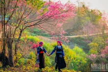 The pristine beauty of To day flowers in Mu Cang Chai. (Photo: Thanh Son)