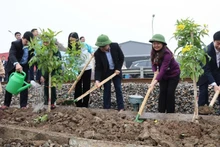 Cultural beauty of Tree-planting Festival