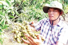 Farmers in Tan Hung commune, Hung Yen province, are enjoying a fruitful longan season.