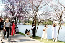 Cherry blossoms have long been regarded as harbingers of spring in Da Lat.