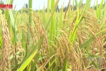 Video: High-quality, low-emission rice – A strategic pillar for 2026