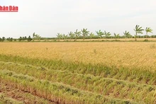 Viet Nam exports over 7 million tonnes of rice in 2025