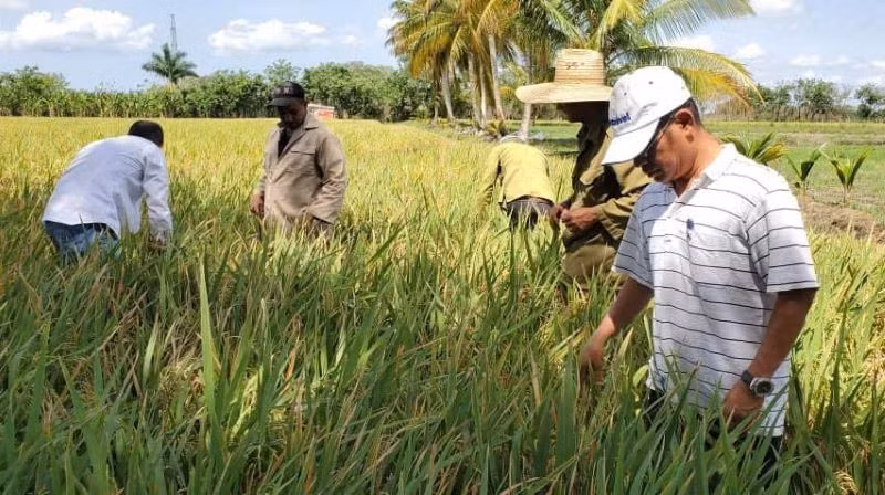 Dr Tran Vu Hai (far right) instructs Cuban farmers in the rice field.