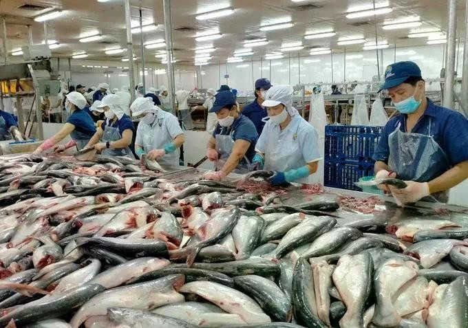 Processing pangasius fish for export. (Photo: sggp.org.vn)