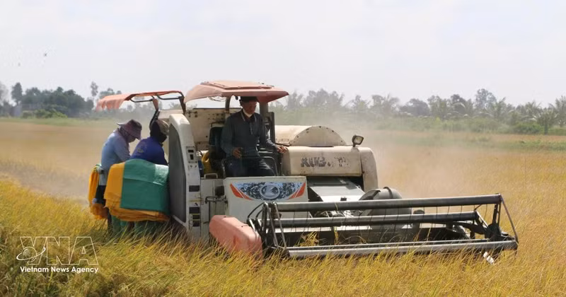 Farmers in Ca Mau province use combine harvesters to harvest rice. (Photo: VNA)