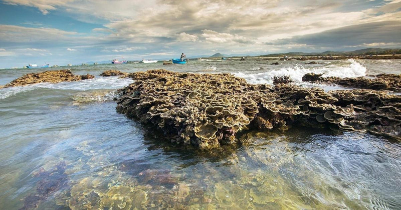 The beautiful natural coral ecosystem at Hon Yen, Phu Yen province. (Photo: VNA)