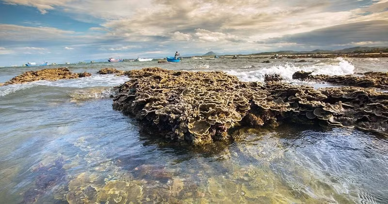 The beautiful natural coral ecosystem at Hon Yen, Phu Yen province. (Photo: VNA)