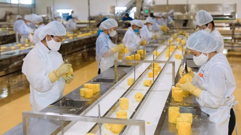 Processing pineapples for export at the DOVECO Fruit and Vegetable Processing Centre, Son La Province. (Photo: MINH ANH)