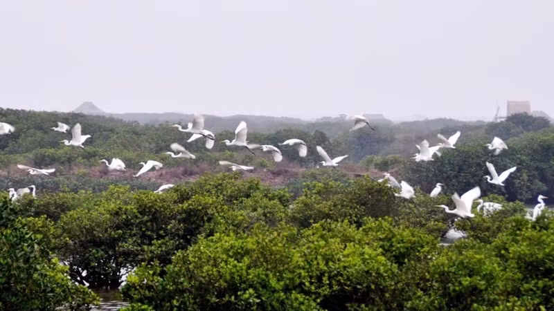 Xuan Thuy National Park is often dubbed as the “international bird station.”