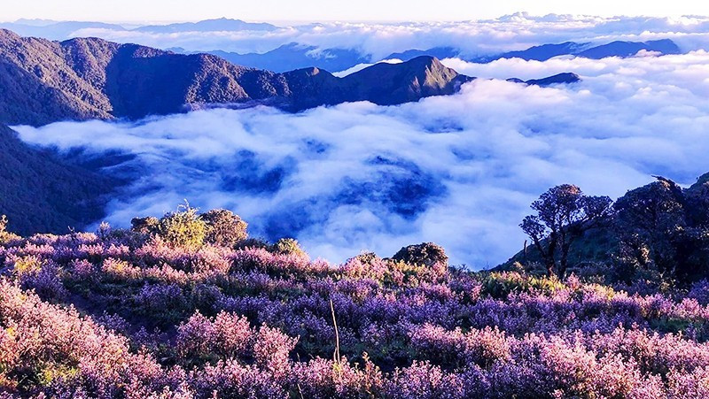 Ta Chi Nhu is renowned for its vibrant ‘chi pau’ purple flowers, which bloom from September to mid-October, transforming the landscape into a mesmerising canvas.