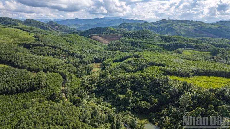 Forest canopies in Thanh Binh Commune, Da Nang City. (Photo: TUNG LAM)
