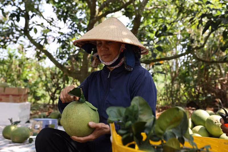 Australia announces import conditions for Vietnamese pomelos - Illustrative image (Photo: VNA)
