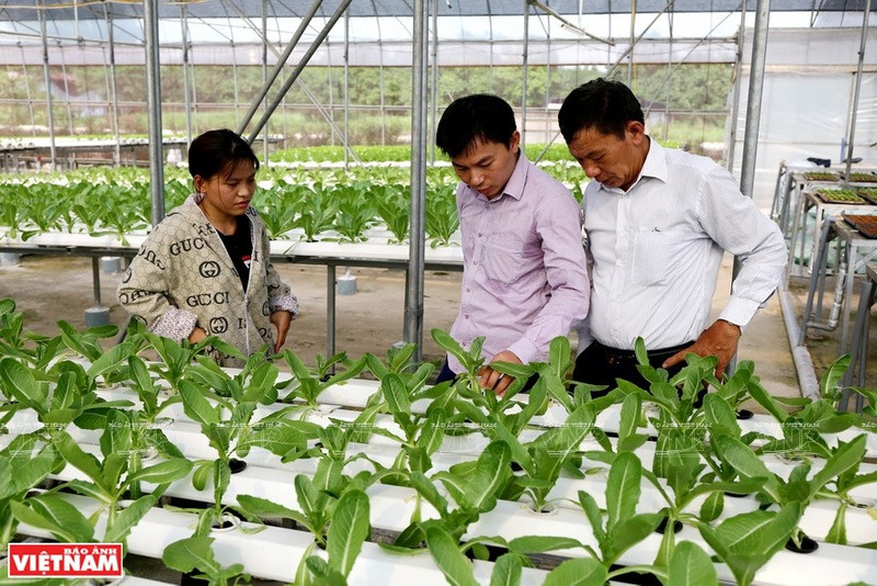 Technological solutions from Hachi Viet Nam High-Tech Joint Stock Company help farmers cut costs, conserve resources, and reduce greenhouse gas emissions (Photo: Viet Nam Pictorial)