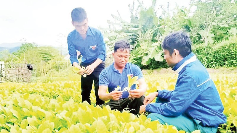 The Youth Agricultural and Service Cooperative in Dat Bang commune, Gia Lai province has created jobs for 200 workers.