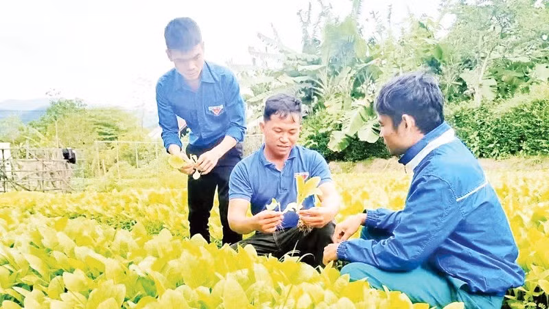The Youth Agricultural and Service Cooperative in Dat Bang commune, Gia Lai province has created jobs for 200 workers.